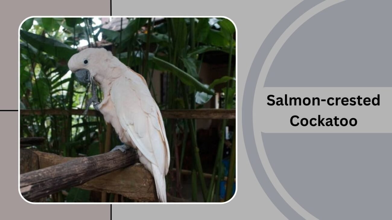 Salmon-crested Cockatoo
