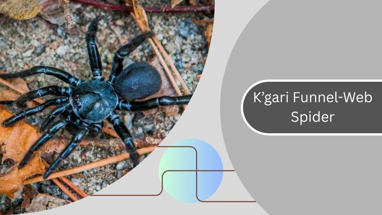  K’gari Funnel-Web Spider