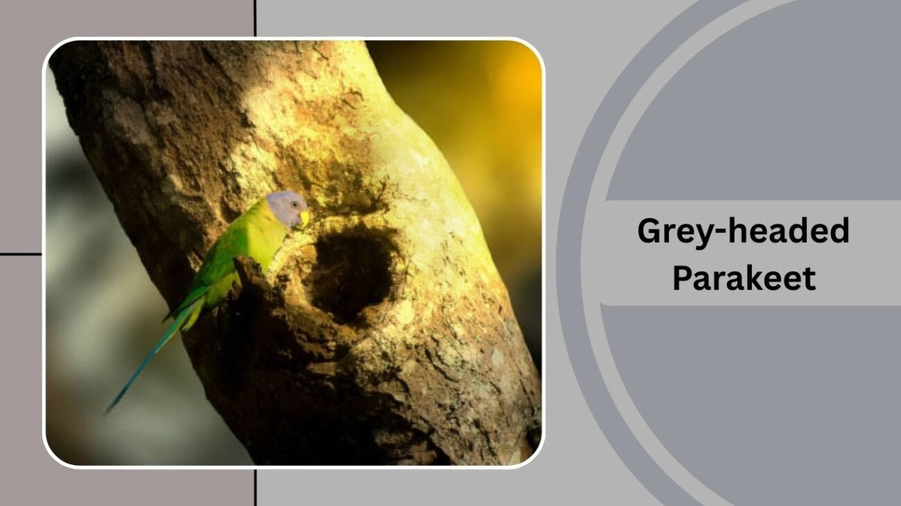 Grey-headed Parakeet