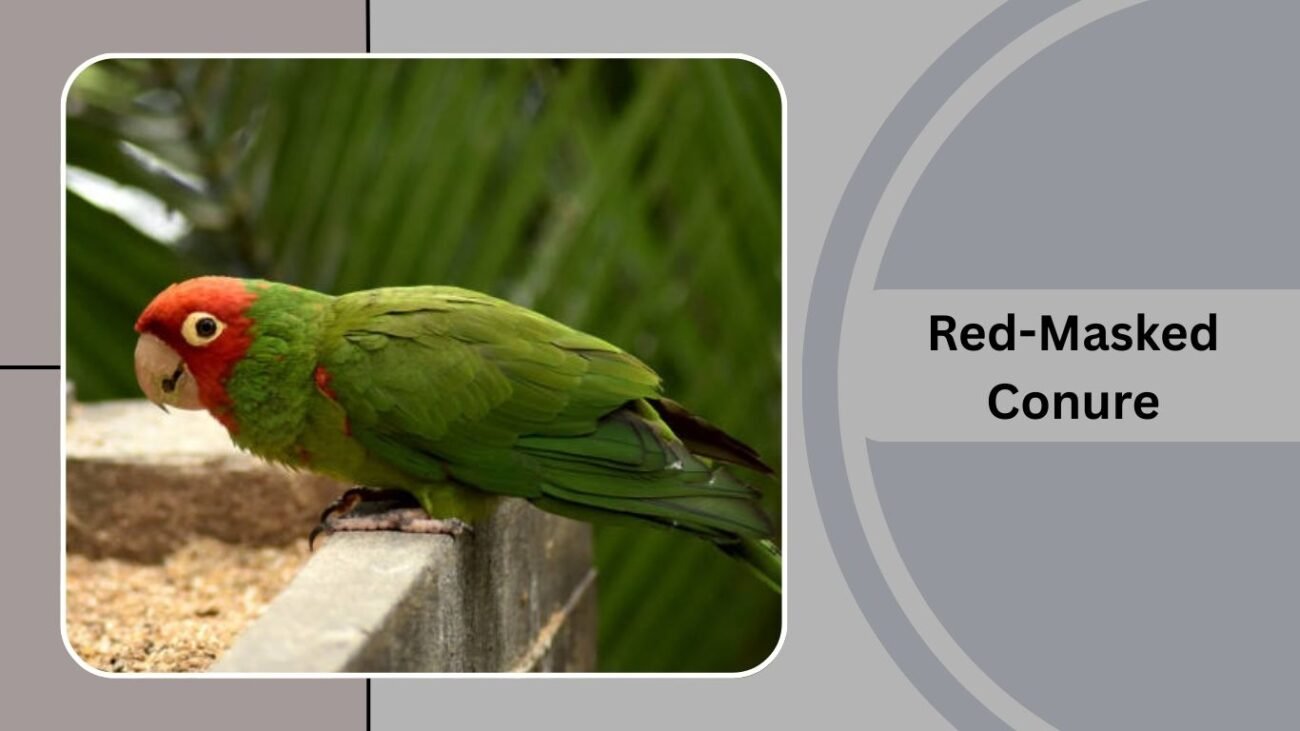 Red-Masked Conure