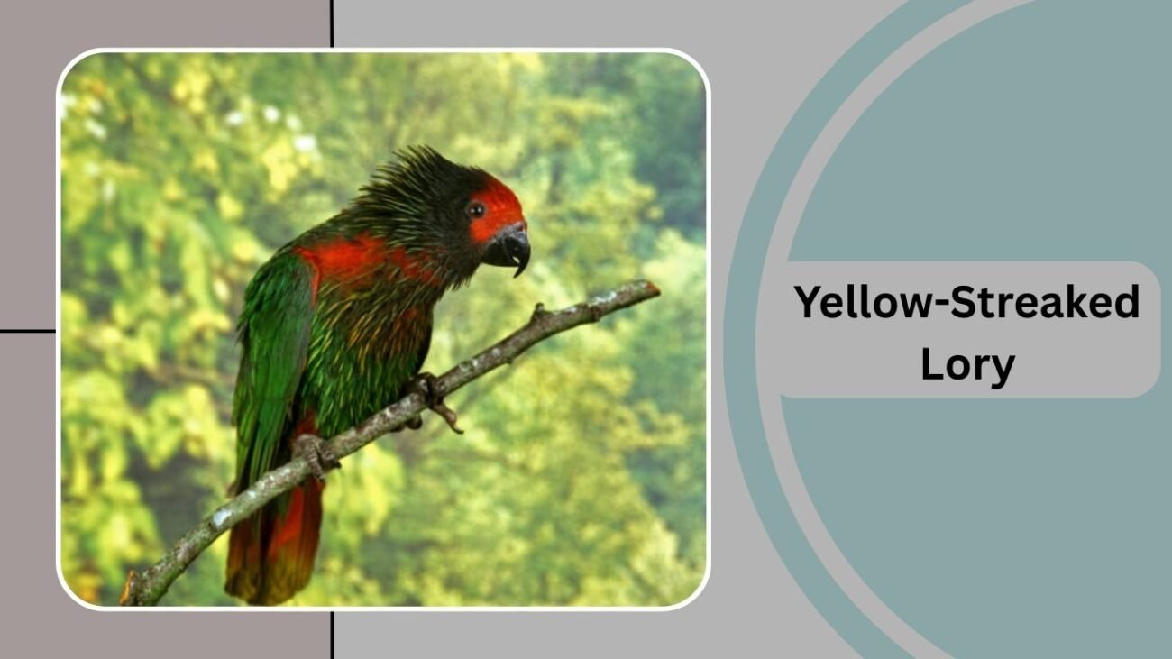 Yellow-Streaked Lory