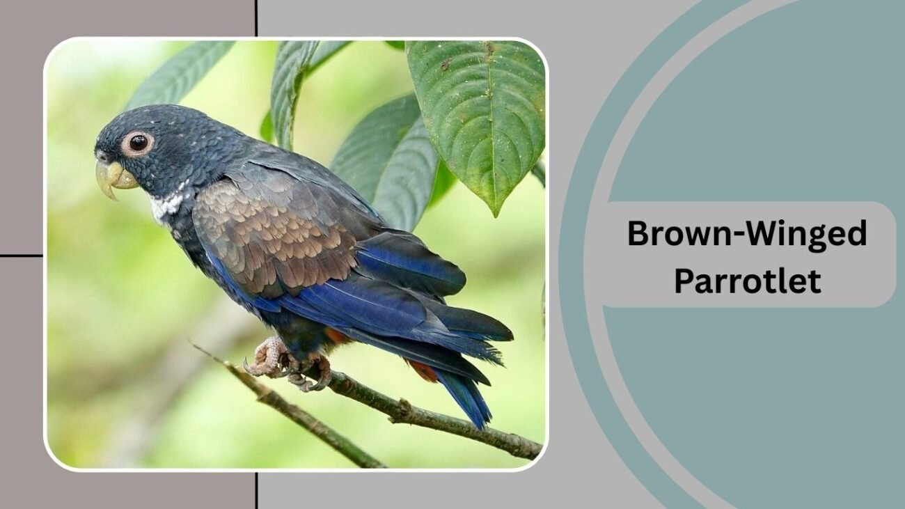 Brown-Winged Parrotlet