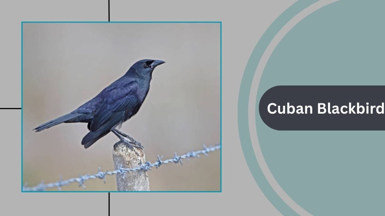 Cuban Blackbird
