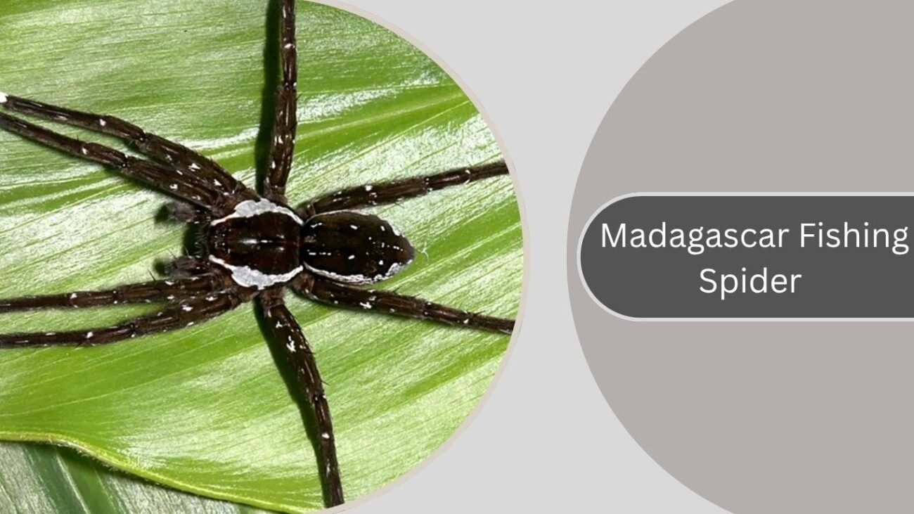 Madagascar Fishing Spider