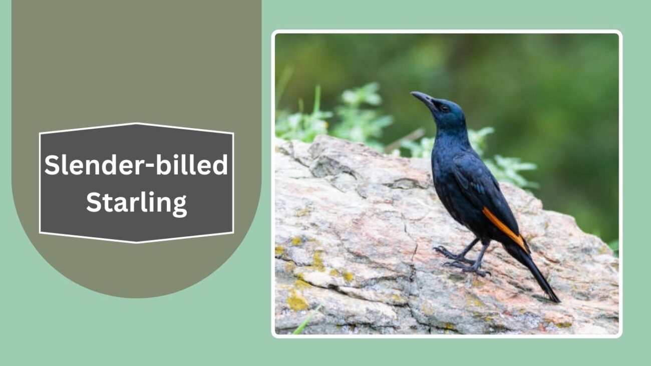 Slender-billed Starling