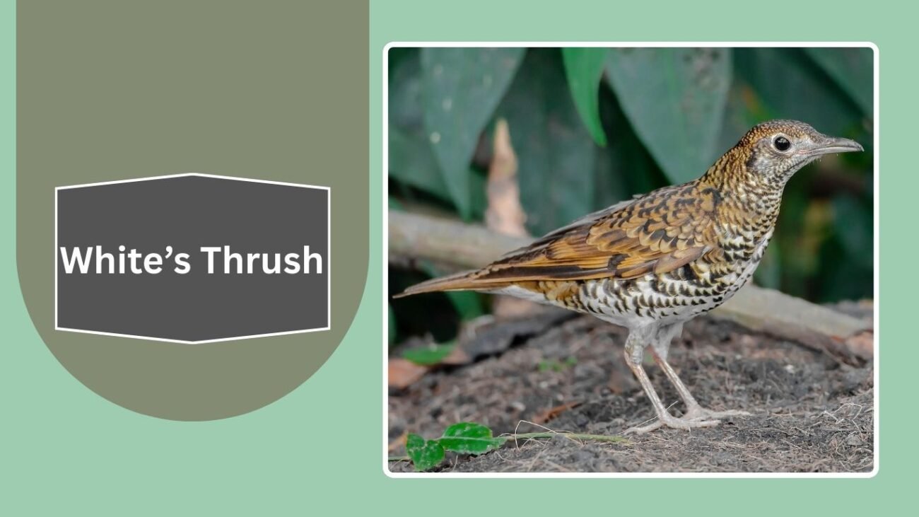  White’s Thrush