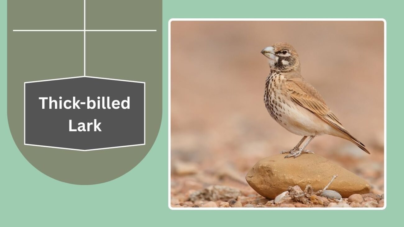 Thick-billed Lark