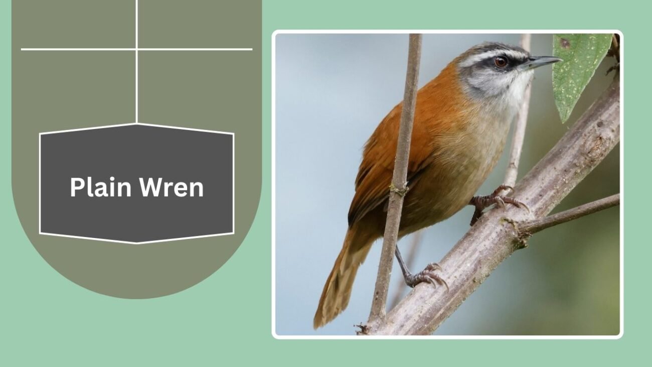 Plain Wren