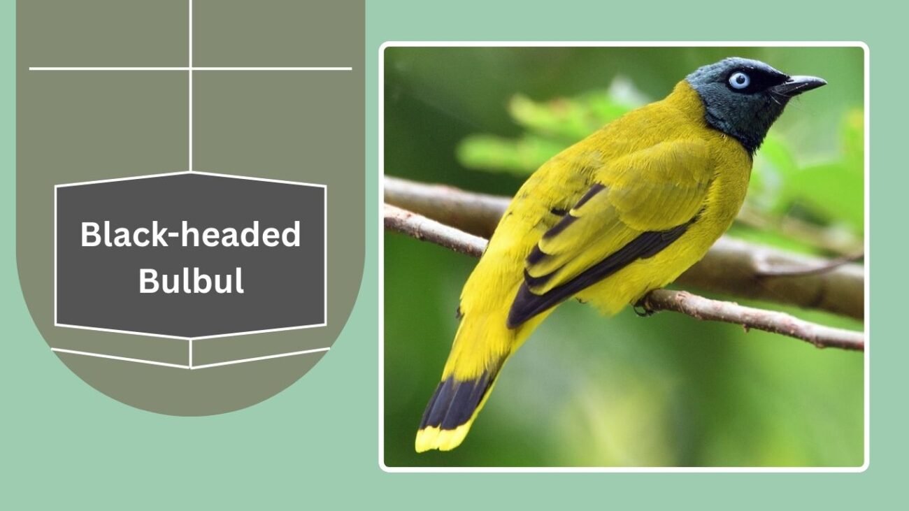 Black-headed Bulbul