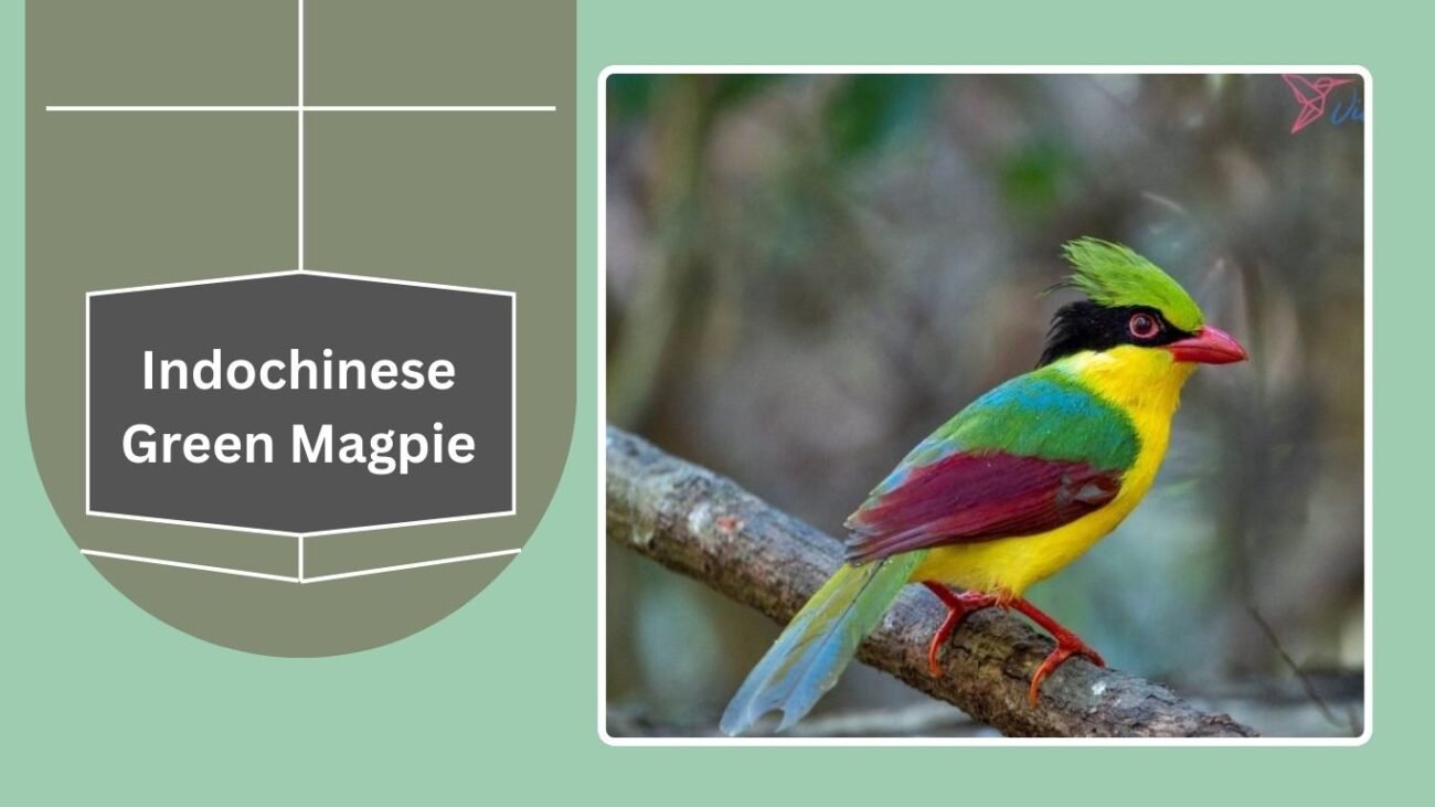 Indochinese Green Magpie