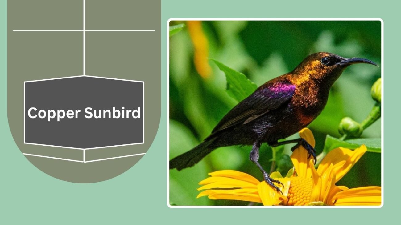  Copper Sunbird