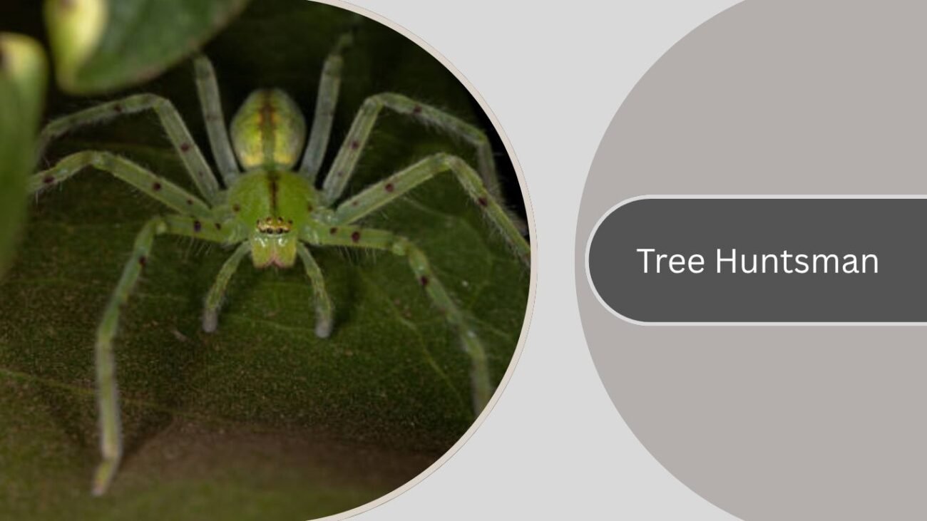 Tree Huntsman