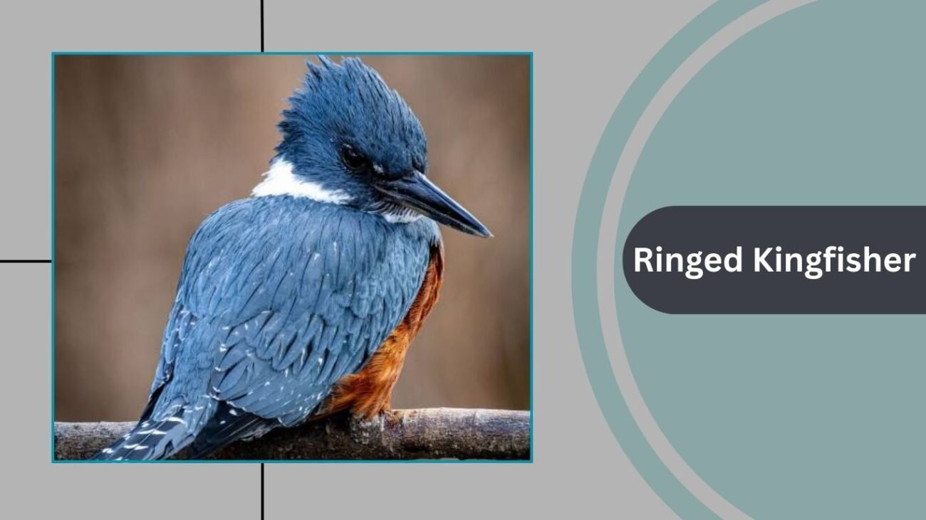 Ringed Kingfisher