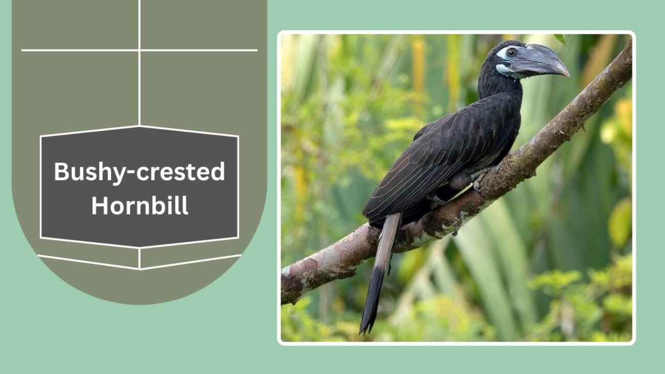 Bushy-crested Hornbill