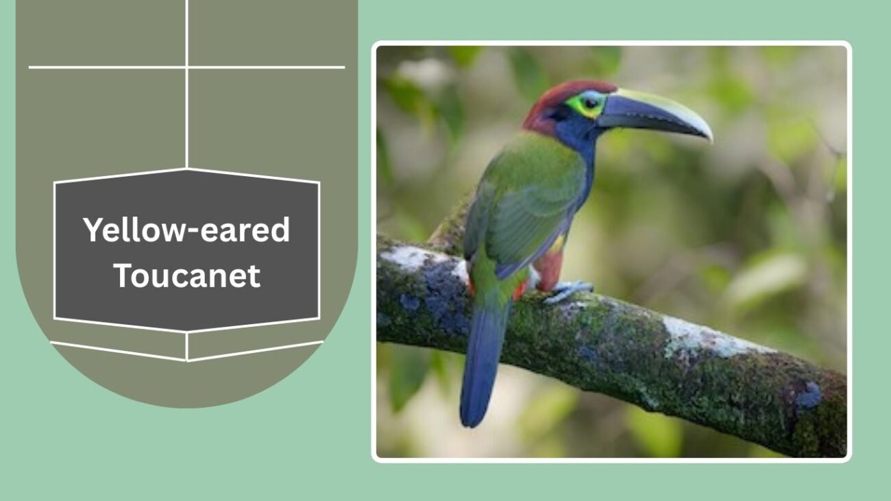  Yellow-eared Toucanet