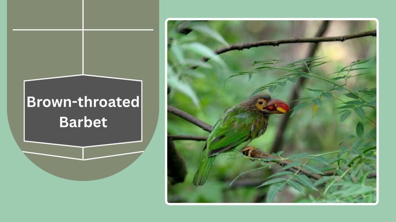 Brown-throated Barbet