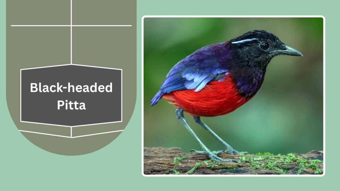 Black-headed Pitta