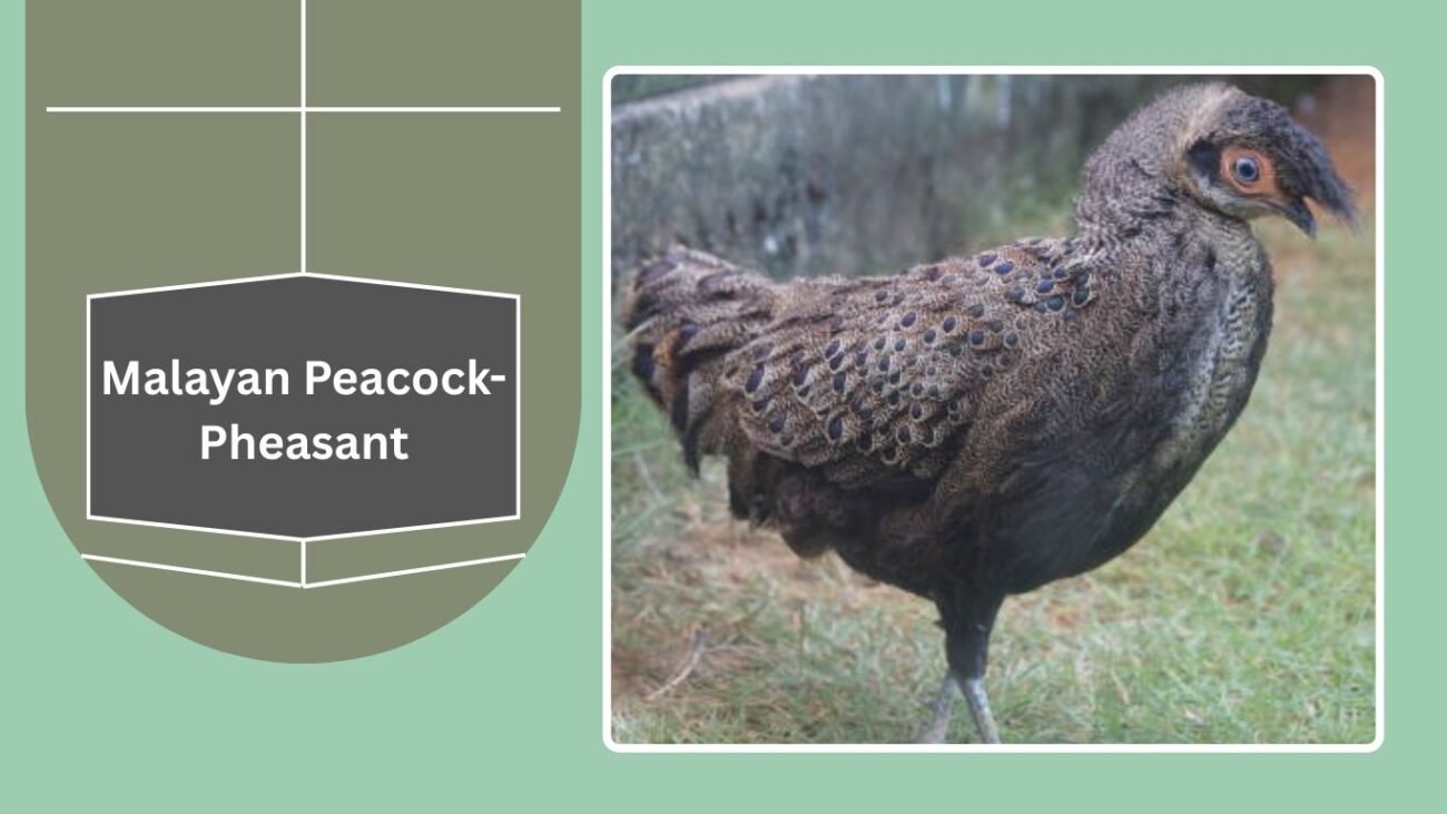  Malayan Peacock-Pheasant