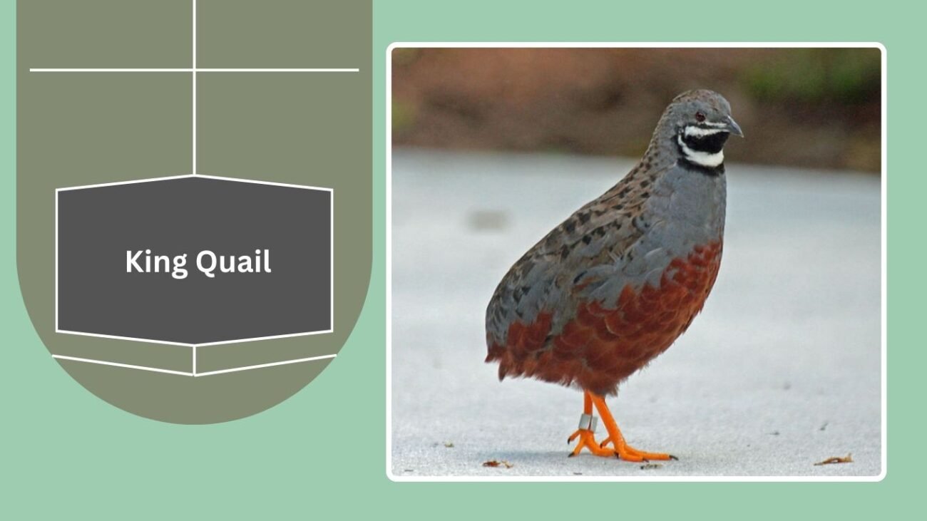 King Quail (Button Quail)