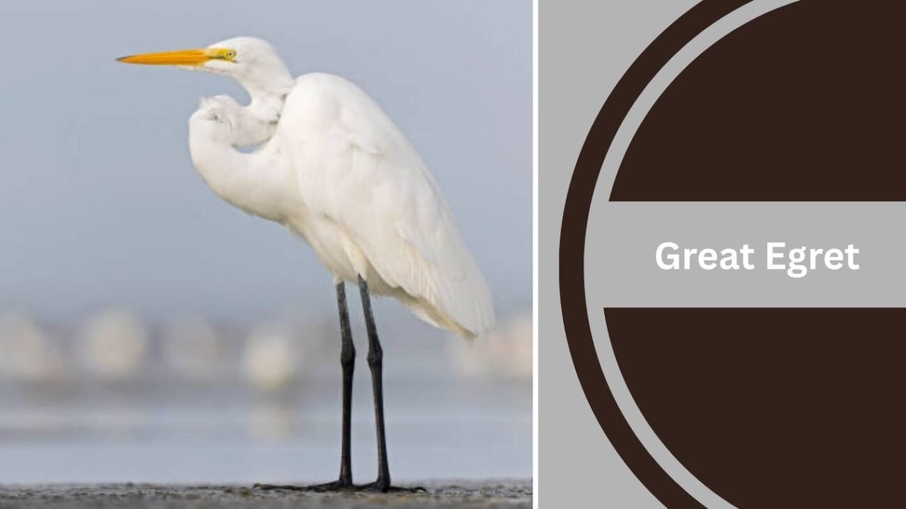 Great Egret