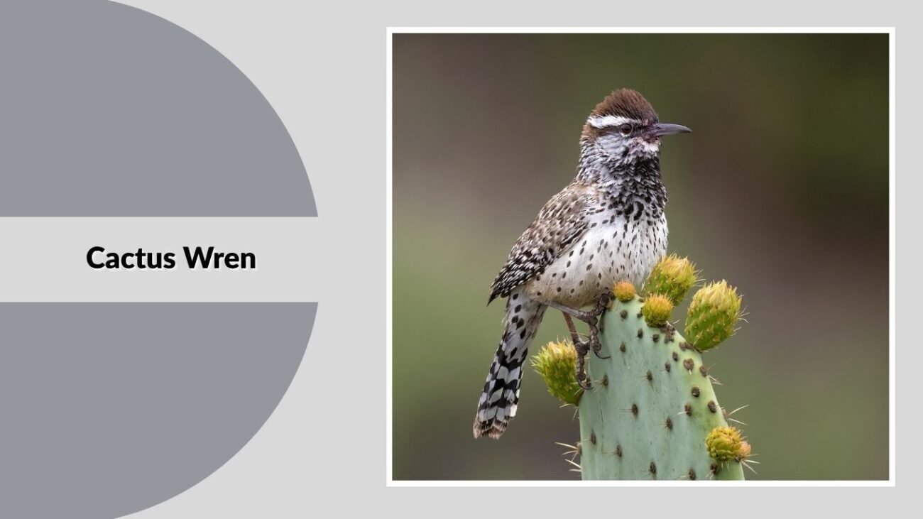 Cactus Wren