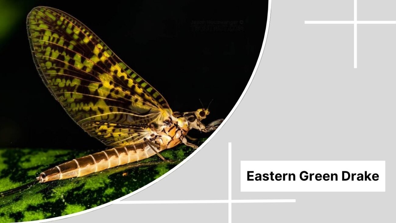 Eastern Green Drake