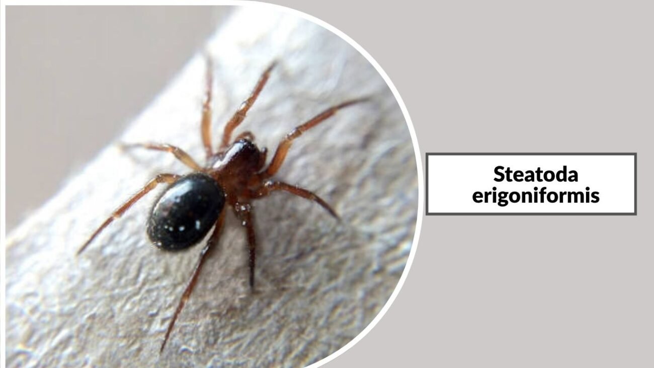 Steatoda erigoniformis