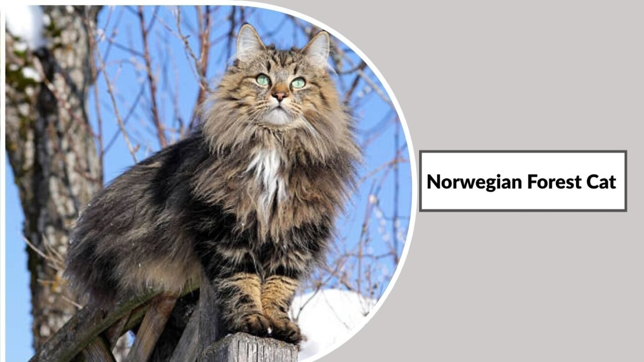 Norwegian Forest Cat