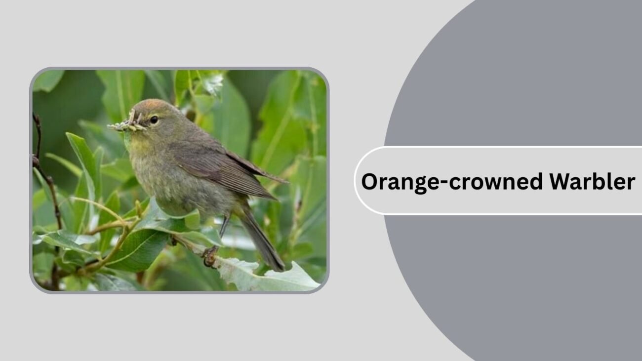 Orange-crowned Warbler