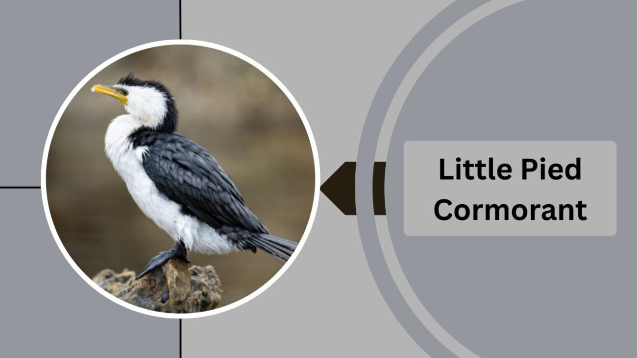 Little Pied Cormorant