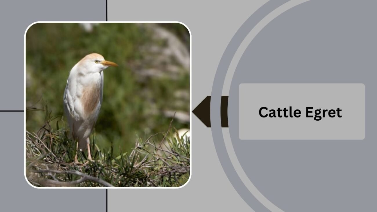 Cattle Egret