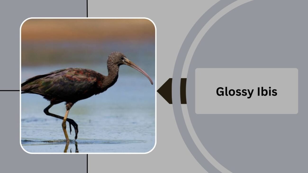 Glossy Ibis 