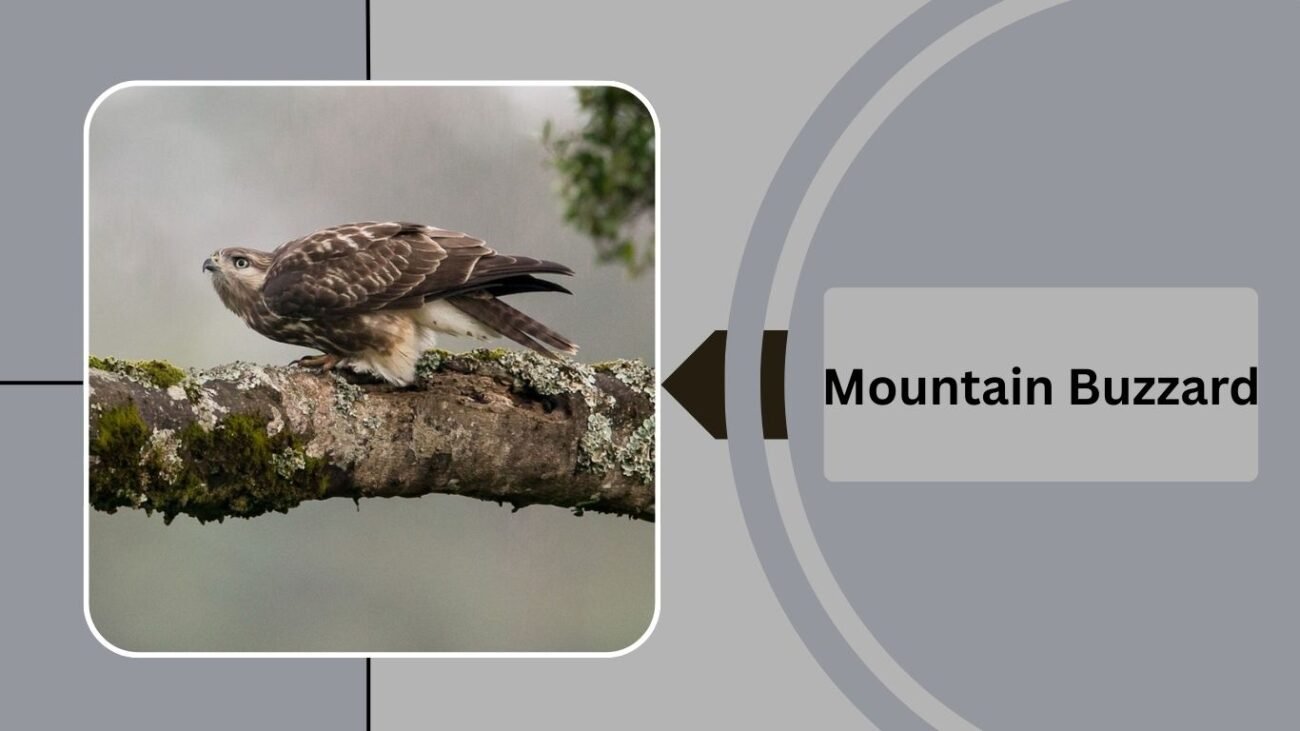 Mountain Buzzard