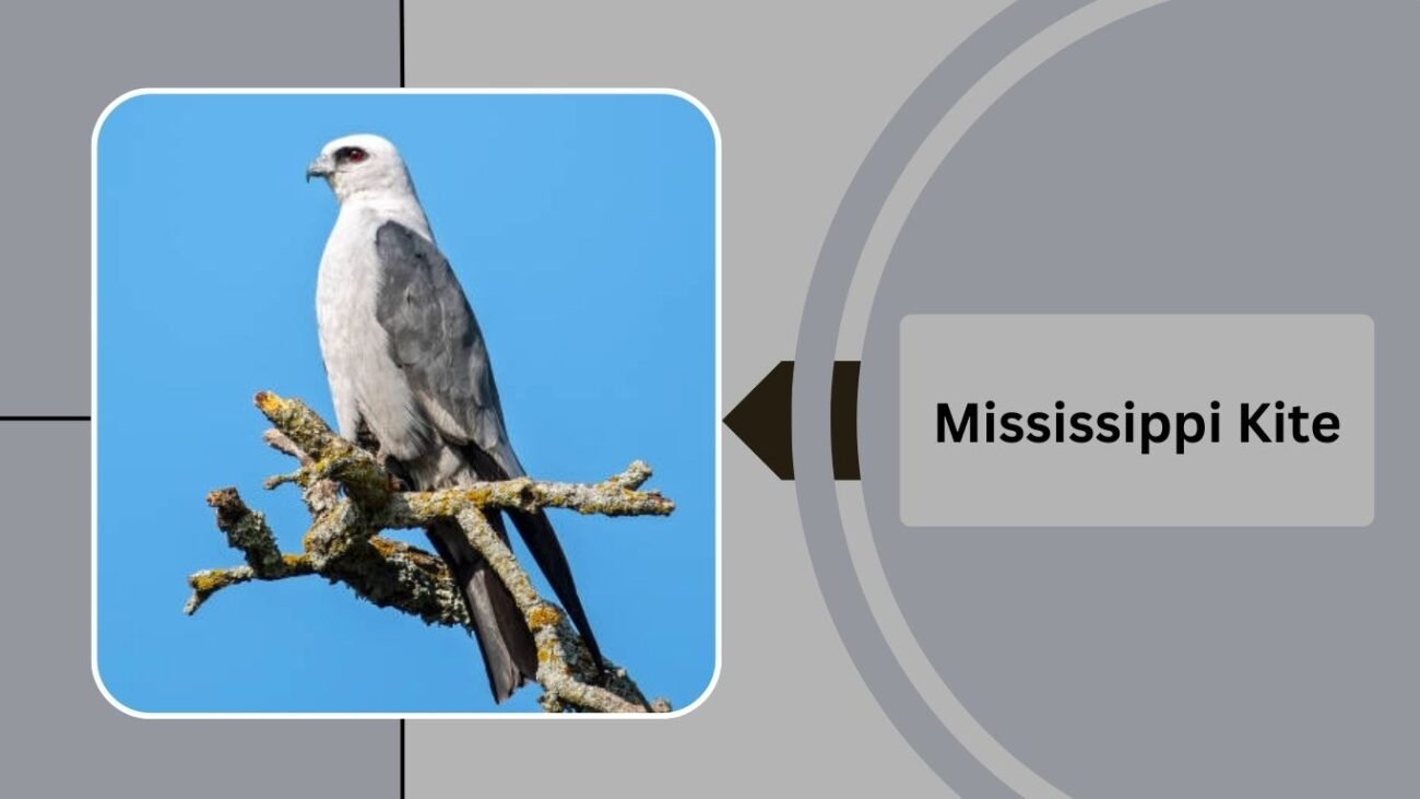 Mississippi Kite