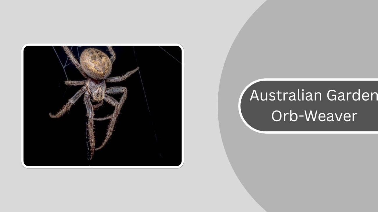 Australian Garden Orb-Weaver