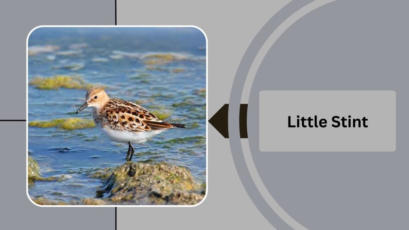  Little Stint