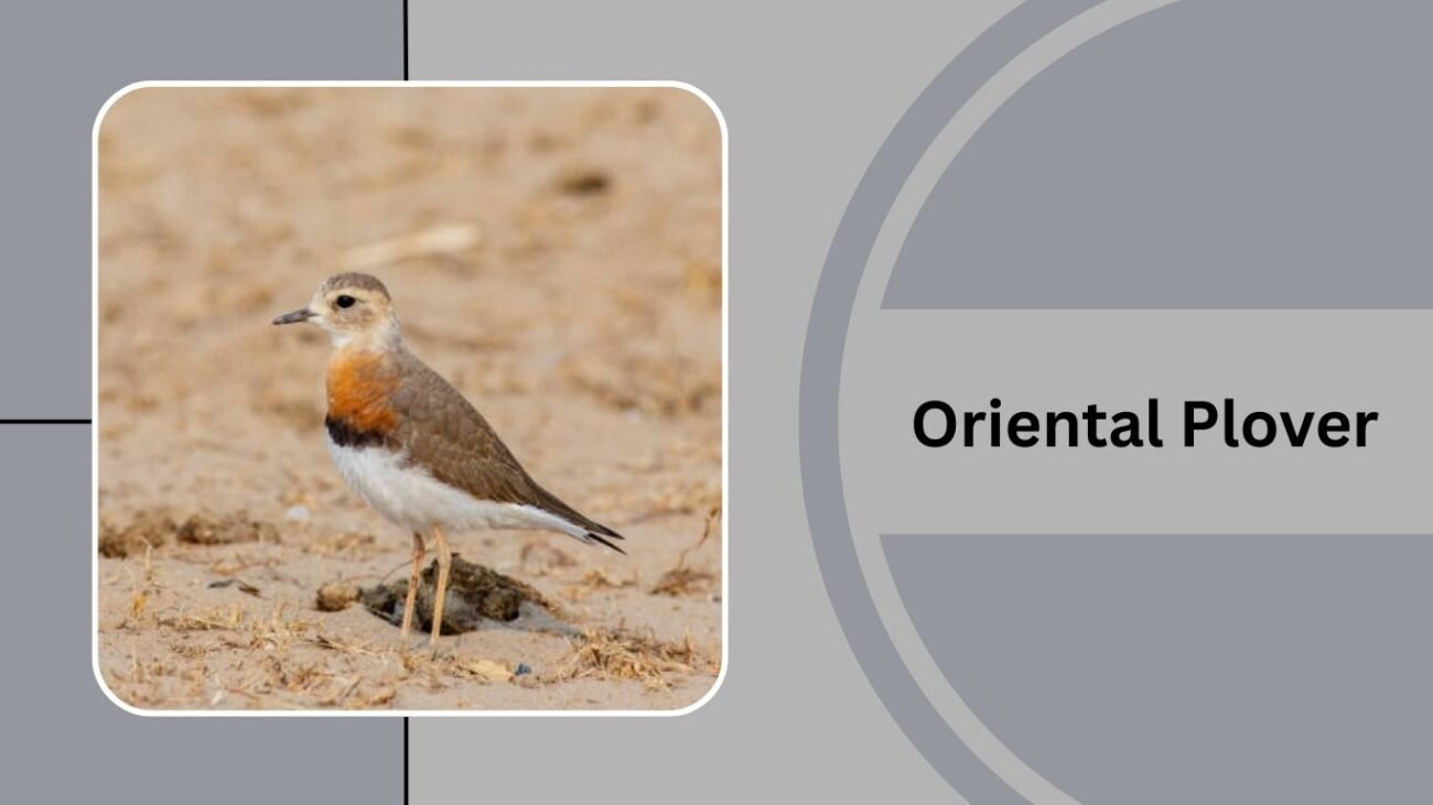 Oriental Plover