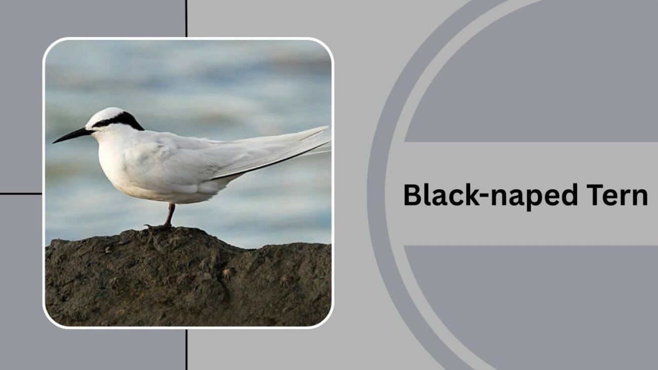 Black-naped Tern