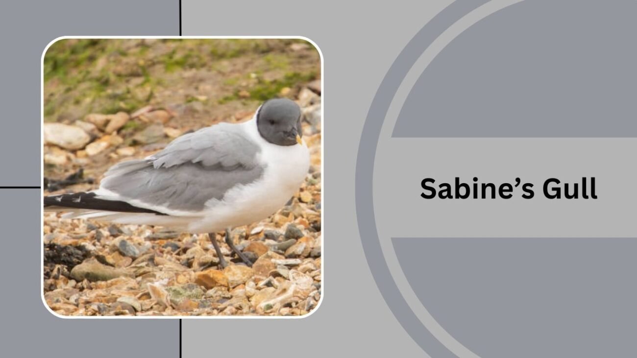 Sabine’s Gull