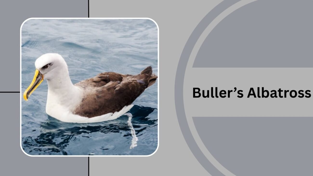 Buller’s Albatross