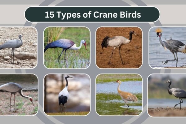 15 Types of Crane Birds