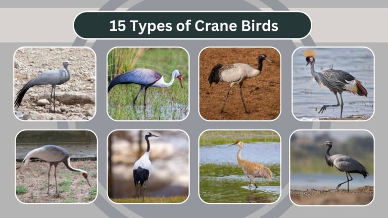 15 Types of Crane Birds