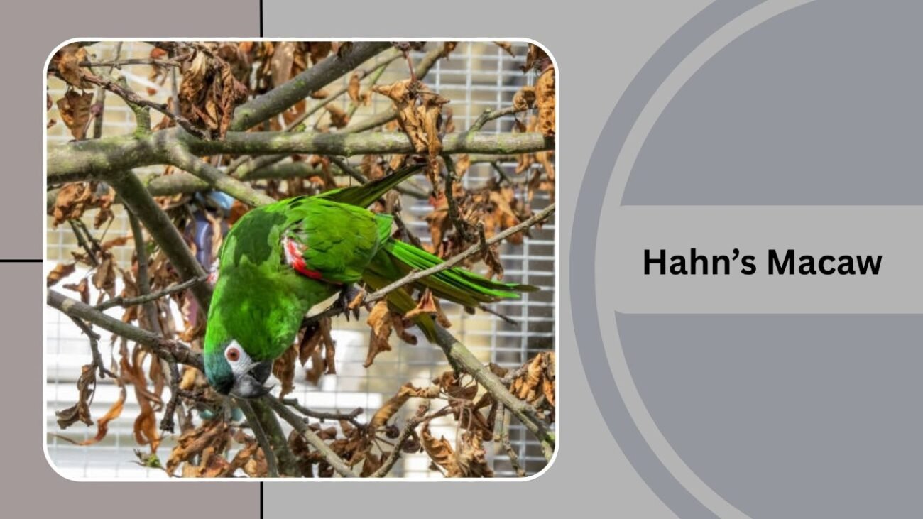 Hahn’s Macaw