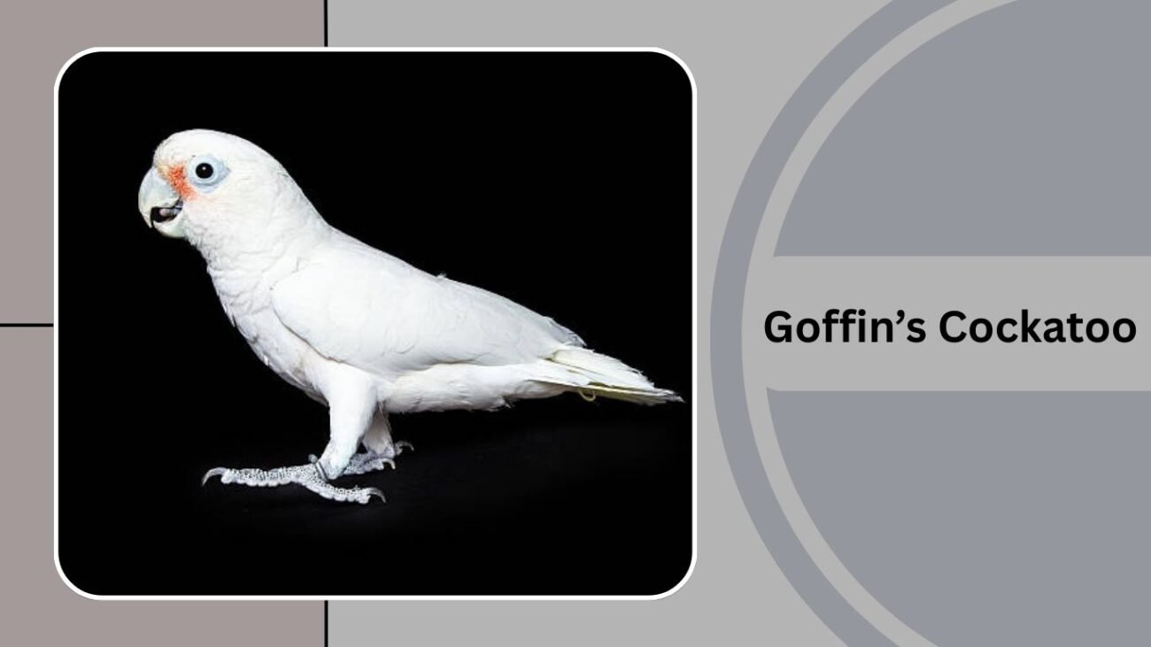Goffin’s Cockatoo