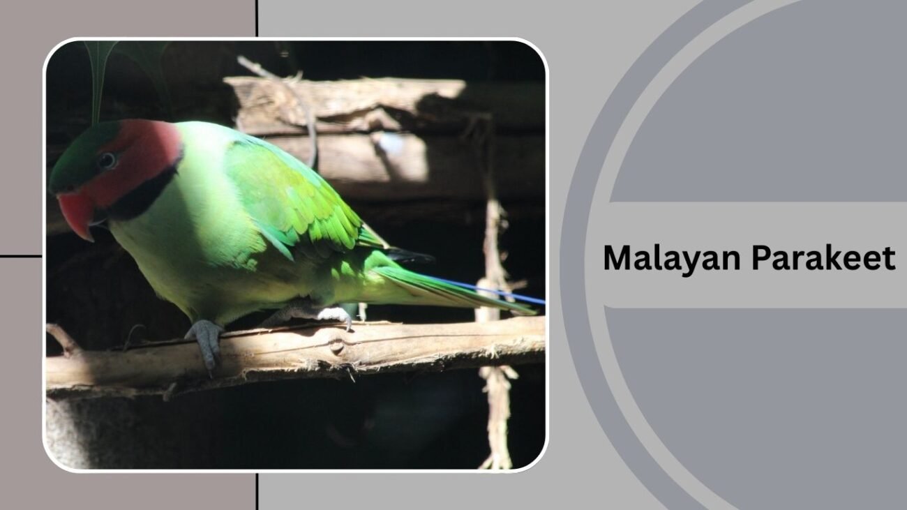 Malayan Parakeet