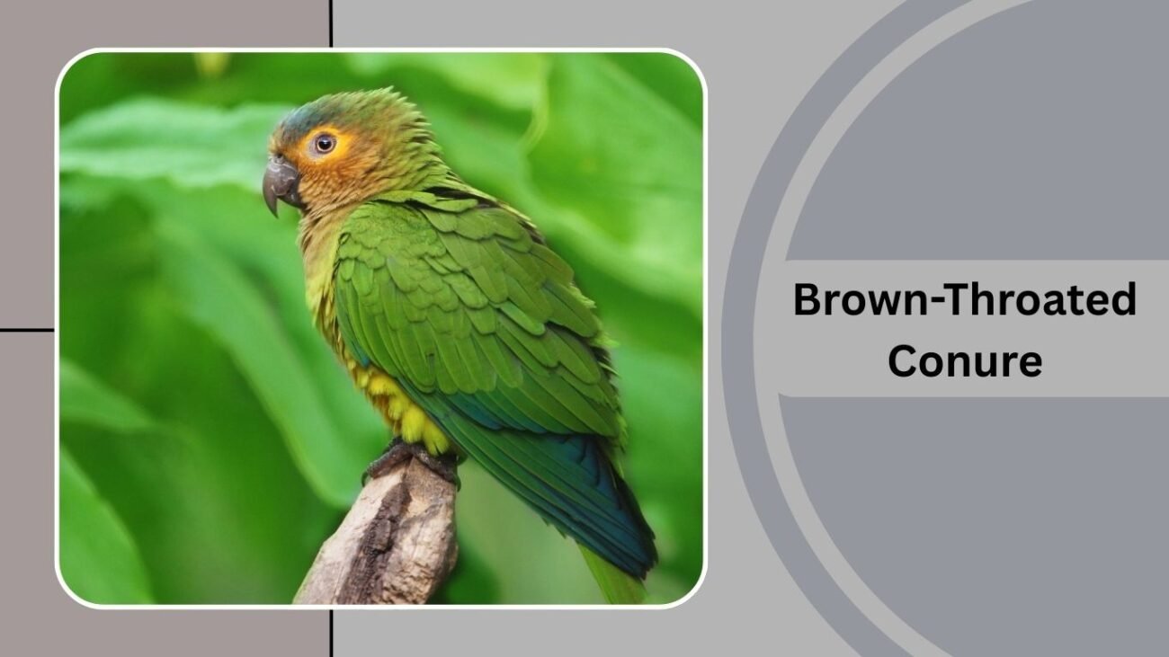 Brown-Throated Conure
