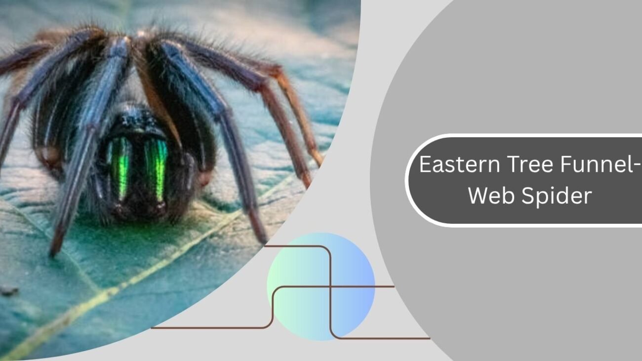 Eastern Tree Funnel-Web Spider