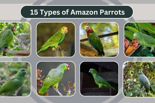 15 Types of Amazon Parrots
