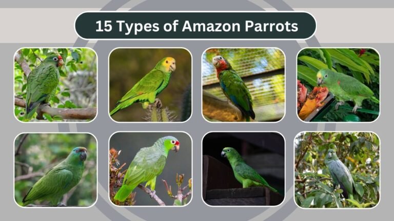 15 Types of Amazon Parrots: Identification With Pictures 
