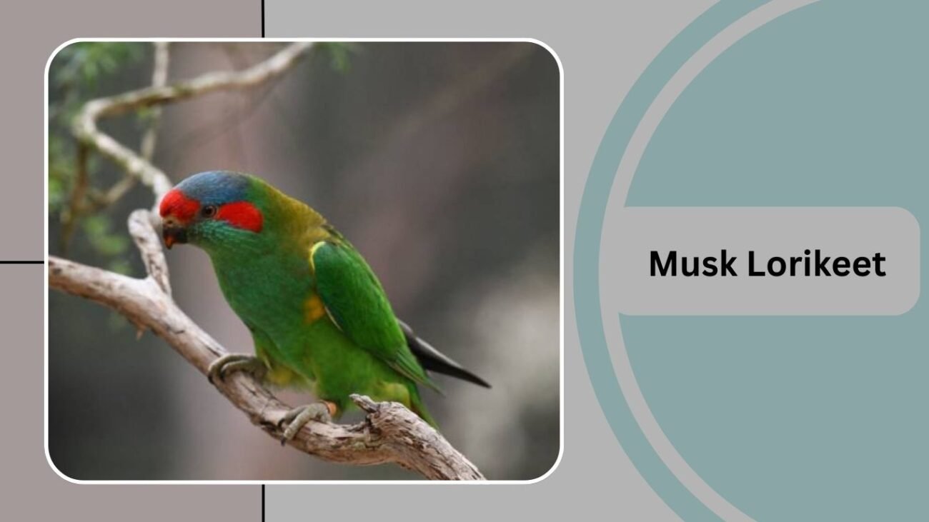 Musk Lorikeet